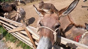 Domestic donkey, ass. Many donkeys standing in paddock at donkey farm. Donkey muzzle head close up. Donkey farm. Corral for livestock. Animal husbandry. Domestic animals. Livestock industry breeding