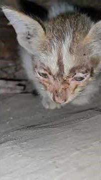 🤣These two cats I will cook and eat #cat #reels #sorts