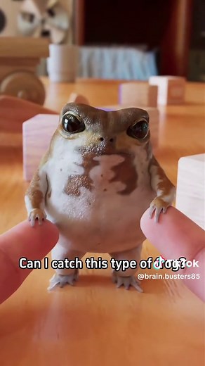 Exploring the Fascinating World of Frogs