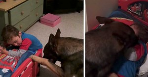 German Shepherd helps his human get ready for bed, then ‘tucks him in’ in adorable fashion