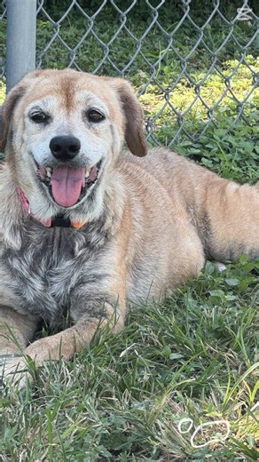 UPDATE: ON A SLUMBER PARTY! Her name is Smiles, and it fits her perfectly. 🌸 She’s a gentle soul who’s learning, day by day, that the world can be a kind and loving place. Calm and sweet, Smiles has discovered how wonderful it feels to lean in close, soak up gentle pets, and just be near her person. She loves the simple joys — laying outside, breathing in the fresh air, listening to the birds, and knowing she's not alone. She was so good for her bath, almost as if she knew it meant she was gett