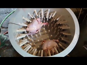 Chicken & Duck plucker machine “Farmer’s dream-600” by Plucker Ukraine