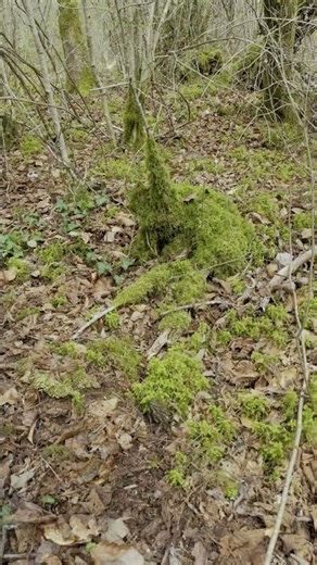 How many morels will you see? 🍄 (Hunter's Test)