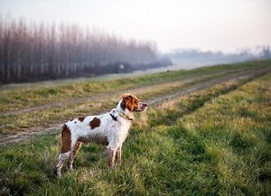 How To Get Flies off Your Dog