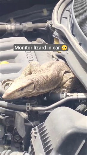 Found a MASSIVE lizard inside the car 😳 #wildlife #unexpected #trending