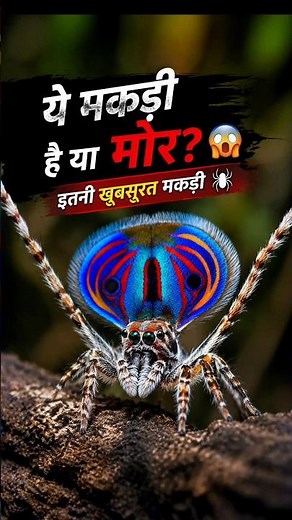You have never seen spiders this beautiful before
