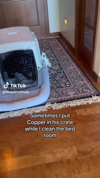 Adorable Parrot and Dog Friendship Video