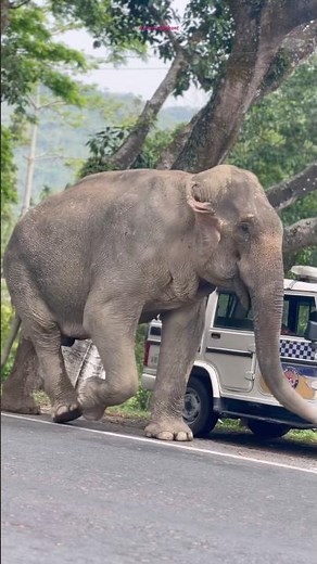 A Giant domestic Elephant Walking Along the Road 🐘🌿 | What a Magnificent Sight!”