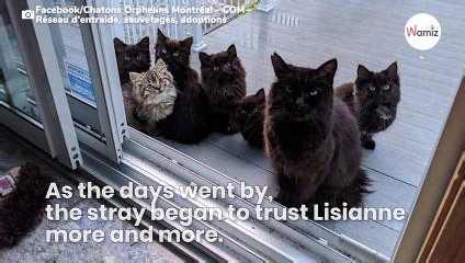 Homeless cat introduces her kittens to the woman who saved her life