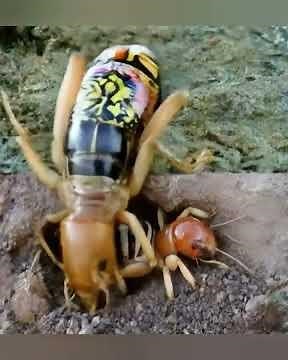 Jerusalem Crickets: The Enigmatic Inhabitants of the Desert