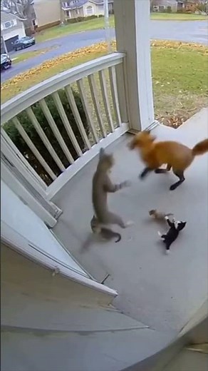 Brave Cat vs. Fox 😱 | Mother Cat Saves Her Kittens from a Fox Attack! 🐾