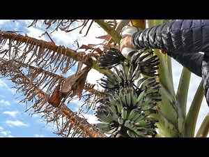 愛知県でバナナに挑戦！ 越冬に成功した モンキーバナナ・アイスクリームバナナの1月15日現在の冬越しの様子 Bananas as of January 15（Japan）