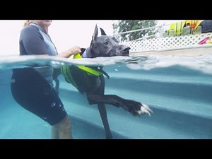 Dog Swimming - "Ollie Goes Swimming": by Petco