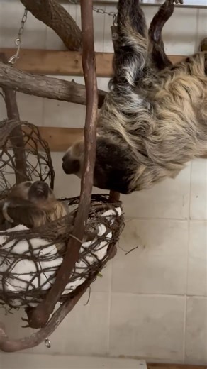 199K views · 6.1K reactions | Sloths typically greet each other by "kissing" - meaning they will lick each other's faces as a form of greeting, particularly when two sloths are interested in each other; this is considered a way to smell and assess potential mates. | Cincinnati Zoo & Botanical Garden | Facebook