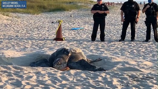 6M views · 17K reactions | 800-POUND SEA TURTLE! It is a rare opportunity, but for these beachgoers at Melbourne Beach, they had the chance to see "Vienna," an 800-pound leatherback sea turtle nesting during the daylight hours! STORY: https://bit.ly/2WTIa6v | FOX 13 News - Tampa Bay | Facebook