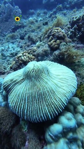 Oceanlife #naturalbeauty #oceanlife #ocean #oceanconservation #turtle