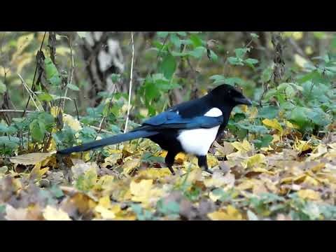 Magpies and Blackbirds