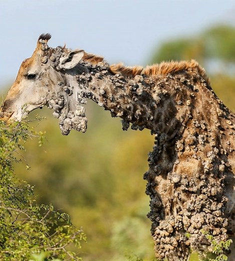 This giraffe rendered the photographer speechless, then sad truth is revealed and it breaks our hearts 💔 Check comments 👇👇👇 | Everything about life