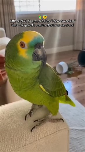 🦜😇 Parrot Acting Innocent Little mischief, big eyes, and all the “I didn’t do anything” vibes — this parrot is a master of cuteness and drama! 😂💛 #InnocentParrot #FunnyParrot #PetComedy #CuteBirds #ParrotLife PetMoments ViralPets AdorableBirds | Epicreading.co.uk