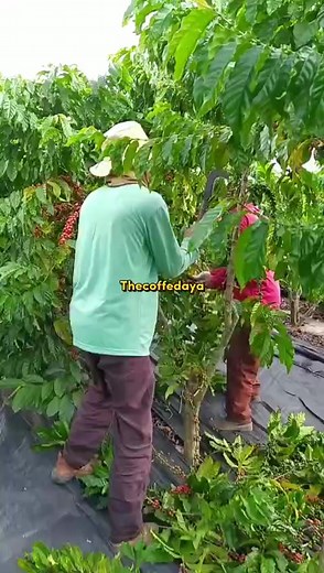one of the best coffee fruit harvests of all time 😍 #brazilcoffe #coffe #barchart #harvestcoffe | Thecoffedaya