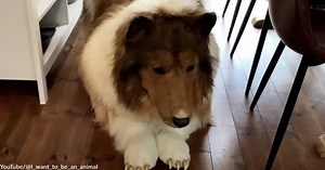 Toco the Human Dog — Japanese Man Has Life-Like Collie Costume Made to Transform Himself | GreaterGood