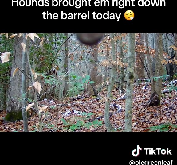 Hunting with Hounds: A Close Encounter in the Timber