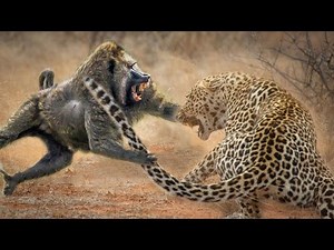 10 combats d'animaux les plus dangereux filmés à la caméra