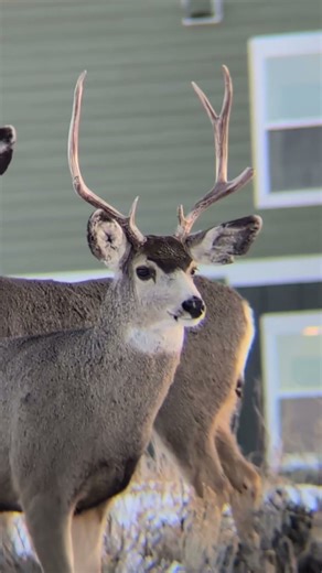 shed hunting and ice fishing videos coming in 2026