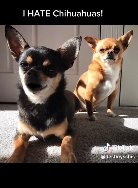 Singing Chihuahua Parody by Elvis Dog 🎶