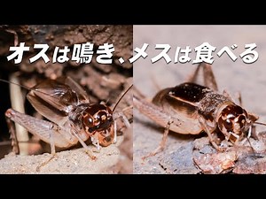 オスは鳴き、メスは食べる――命をつなぐそれぞれの行動【ツヅレサセコオロギ