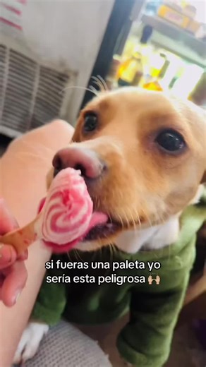 La Maya y Su Paleta: Momentos Divertidos y Peligrosos