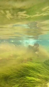 Olha o que aconteceu comigo mergulhando #mergulho #viralreelsfacebook #foryourrels | madyamiranda