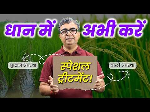 🌾 Paddy crop will be healthy ⚡ 15 days Golden Time | Dhan ki kheti | Dhan me spray | AgroStar