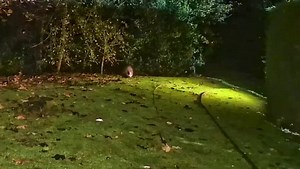 Badger and Fox zoomies anyone! Mr Lumpy and Snowdrop playing tag, he can’t half move 😆🐾🐾🦊❤️ | Mr Lumpy & Friends.