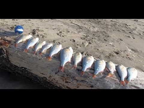 Oregon Surf Perch Fishing Mar 1 2026
