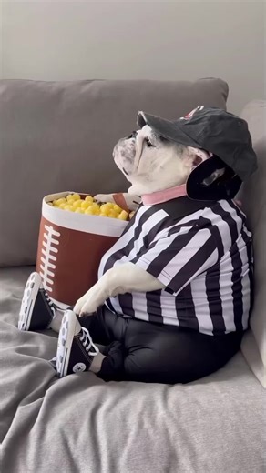 the kindest dogs you could ever have #animal #amazing #dog #beautifull