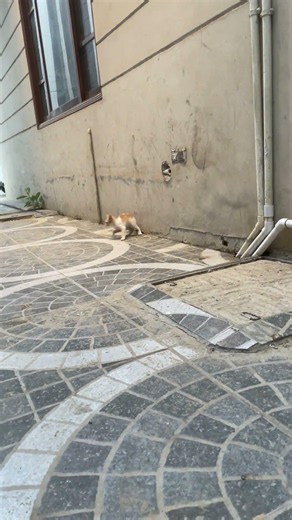 Stray kitten running