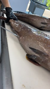 Work the tip my g. #blackgrouper #gaggrouper #grouperseason #grouperfishing | Reed_thefishmonger