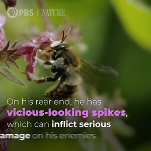 16K views · 928 reactions | This male wool carder bee will mate with...