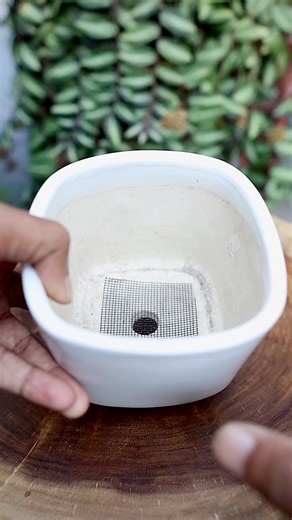 Soil mix and repotting a cactus 🌵 #soilmix #repotting #cactus | The Urban Nemophilist