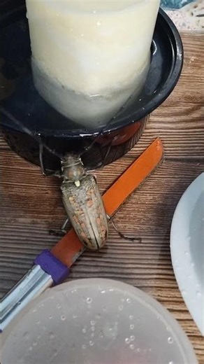 The Mango Stem Borer: A Himalayan Giant | Recorded in Singtam, Sikkim