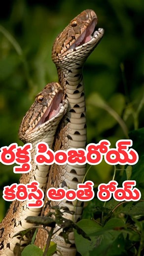 ఈ రక్త పింజరి పాము వల్లే వేల మరణాలు! | Shocking Russell viper Snake Facts in Telugu. #viral #snake