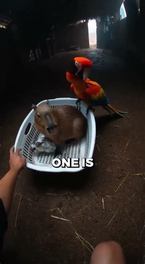 I Had To Save My Pets From A DEADLY Sandstorm 😱