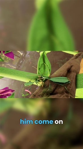 Mantis's Awkward Dance to Attract Males! So Funny! 🕺