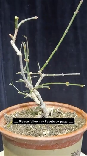 Winter jasmine pruningCan forsythia be pruned in winter? #Forsythia #Pruning