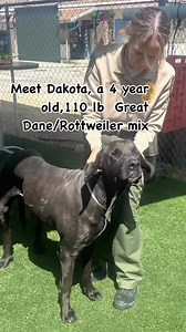 GENTLE GIANT ALERT!! This big beauty is Dakota #A5685958, a 4yo Great Dane/Rottweiler mix. Dakota was surrendered by her previous owner because she was not getting along with the other dog in the home (her sibling. Sibling syndrome?). As a result, shelter is requiring she be the only dog in the home. Dakota is a big girl at 110 lbs and according to owner notes, she is housebroken and not destructive, she was allowed to free roam. She also knows her commands like “sit” and “shake”. She has a lowe