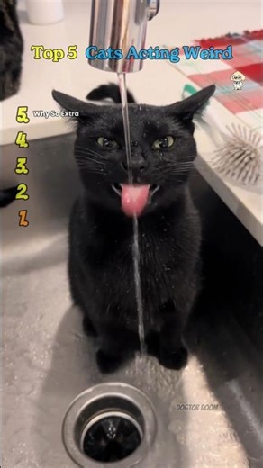 Top 5 Cats Acting Weird – Funny Cat Moments, Weird Cat Behavior, Viral Cat Videos Compilation