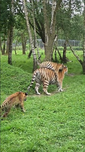“Adorable Tiger Cub Takes First Big Jumps 🐯🐾 (Mom Watching Closely)” #trending #animals