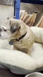 Thank you everyone who showed your support and helped us save Dylan from imminent euthanasia. Eventually the owner agreed to surrender the senior pup to us so we could try to get to the bottom of his illnesses and attempt fixing them instead of cutting Dylan’s life short. The poor dog is so scared and confused it breaks our hearts. If you haven’t had the chance to donate toward Dylan’s rescue, you can do so here-> https://gofund.me/3eecf077 or https://amaanimalrescue.org/donate/ or Venmo: @amaan
