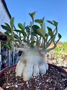 Adenium Arabicum - Etsy